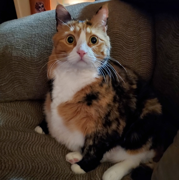 Meet your Posher, Lorraine - Picture 2 of 3